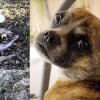 Illustration : D&eacute;couverte dans un foss&eacute;, cette chienne surmonte sa timidit&eacute; en famille d'accueil et vit la joie de l'adoption