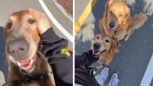 Illustration : Un Golden Retriever prend soin de sa maîtresse enceinte durant leur promenade (vidéo)