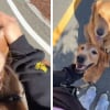 Illustration : Un Golden Retriever prend soin de sa ma&icirc;tresse enceinte durant leur promenade (vid&eacute;o)