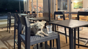 Illustration : Un Caniche âgé patiente une nuit sur la terrasse d’un Starbucks, jusqu’à ce qu’on le remarque et qu’il retrouve ses maîtres inquiets