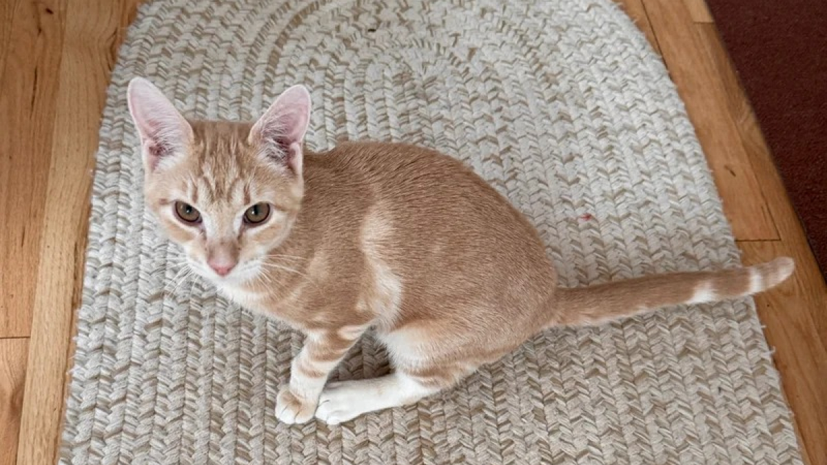 Illustration : "Totalement indifférent à son lourd handicap moteur ce courageux petit chaton roux cherche sa famille d'adoption en vidéo"