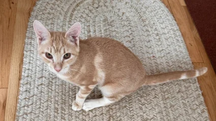 Illustration : Totalement indiff&eacute;rent &agrave; son lourd handicap moteur ce courageux petit chaton roux cherche sa famille d'adoption en vid&eacute;o