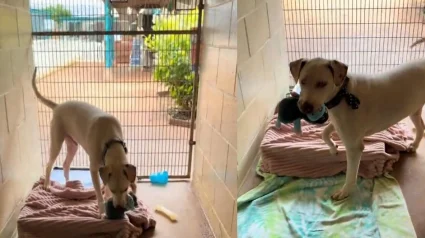 Illustration : Sourd et malvoyant, un chien de refuge anxieux se voit offrir une peluche pour l&rsquo;apaiser et attend de trouver un foyer aimant (vid&eacute;o)