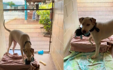 Sourd et malvoyant, un chien de refuge anxieux se voit offrir une peluche pour l’apaiser et attend de trouver un foyer aimant (vidéo)