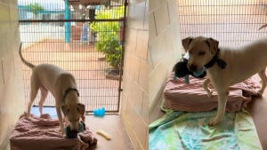 Illustration : Sourd et malvoyant, un chien de refuge anxieux se voit offrir une peluche pour l’apaiser et attend de trouver un foyer aimant (vidéo)