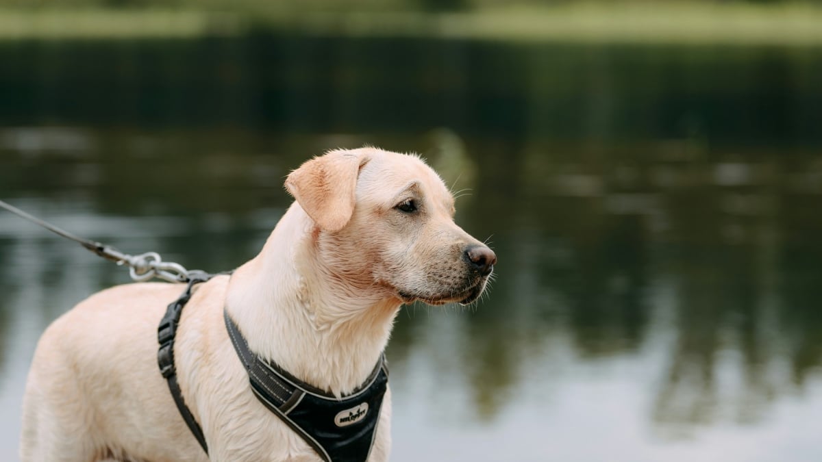 Illustration : "Vrai ou faux : un harnais empêche-t-il votre chien de tirer en laisse ?"