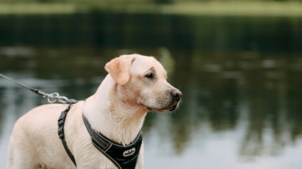 Illustration : Vrai ou faux : un harnais emp&ecirc;che-t-il votre chien de tirer en laisse ?