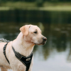 Illustration : Vrai ou faux : un harnais emp&ecirc;che-t-il votre chien de tirer en laisse ?