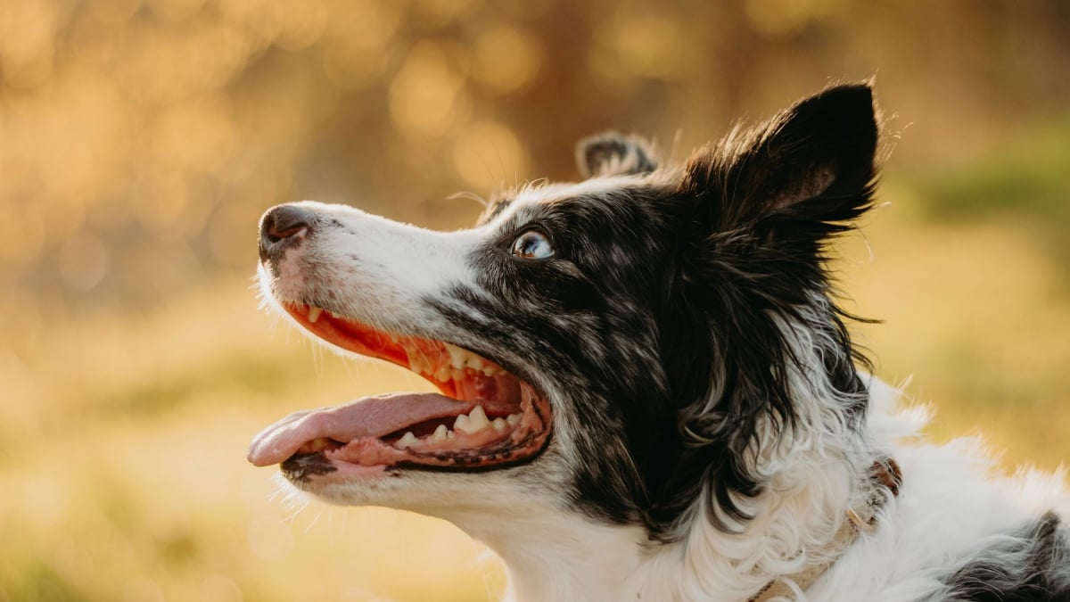 Illustration : "Mythe ou réalité : faut-il mettre de la glace sur un chien qui fait un coup de chaleur ?"
