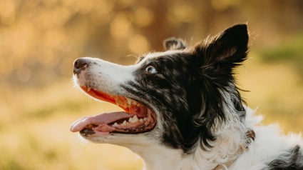 Illustration : Mythe ou r&eacute;alit&eacute; : faut-il mettre de la glace sur un chien qui fait un coup de chaleur ?