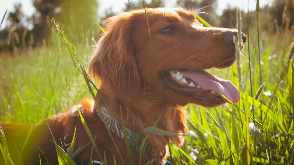 Illustration : "8 zones corporelles de votre chien où les tiques aiment particulièrement se cacher"