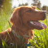 Illustration : 8 zones corporelles de votre chien o&ugrave; les tiques aiment particuli&egrave;rement se cacher