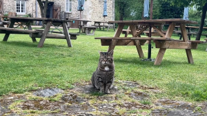 Illustration : Un chat saute d’une péniche et choisit de s’installer dans un manoir du XVIe siècle où il fait le bonheur des visiteurs (vidéo)