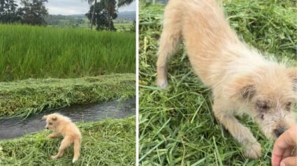 Illustration : Laiss&eacute; seul dans une rizi&egrave;re avec la peau et les yeux infect&eacute;s, ce chiot trouve enfin de l&rsquo;aide aupr&egrave;s d&rsquo;une randonneuse au grand c&oelig;ur (vid&eacute;o)