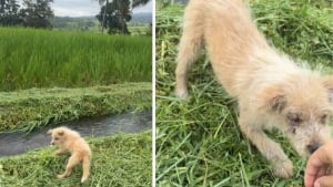 Illustration : Laiss&eacute; seul dans une rizi&egrave;re avec la peau et les yeux infect&eacute;s, ce chiot trouve enfin de l&rsquo;aide aupr&egrave;s d&rsquo;une randonneuse au grand c&oelig;ur (vid&eacute;o)