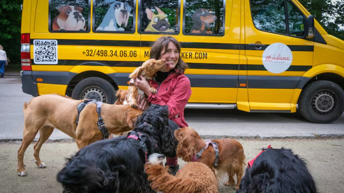 Illustration : "« C’est un peu comme une crèche », chaque jour, elle vient chercher les chiens en bus pour les emmener s’amuser en ville (vidéo)"