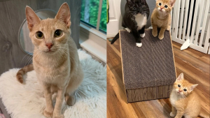 Illustration : Affaiblie, une maman chat se bat jusqu’à ce que ses chatons soient en sécurité et trouvent une famille adoptive