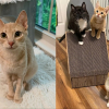 Illustration : Affaiblie, une maman chat se bat jusqu&rsquo;&agrave; ce que ses chatons soient en s&eacute;curit&eacute; et trouvent une famille adoptive