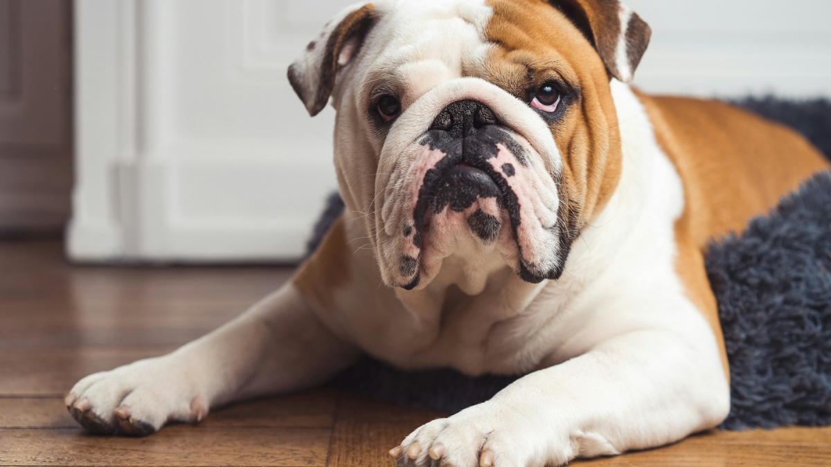 Illustration : "Une proposition de loi vise à mettre fin à la maltraitance génétique programmée chez les chiens et les chats"