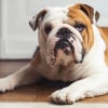 Illustration : Une proposition de loi vise &agrave; mettre fin &agrave; la maltraitance g&eacute;n&eacute;tique programm&eacute;e chez les chiens et les chats