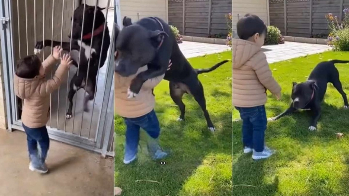Illustration : "Ils voulaient adopter un chien qui aimerait leur fils, la rencontre avec une Pitbull de refuge a dépassé toutes leurs attentes (vidéo)"