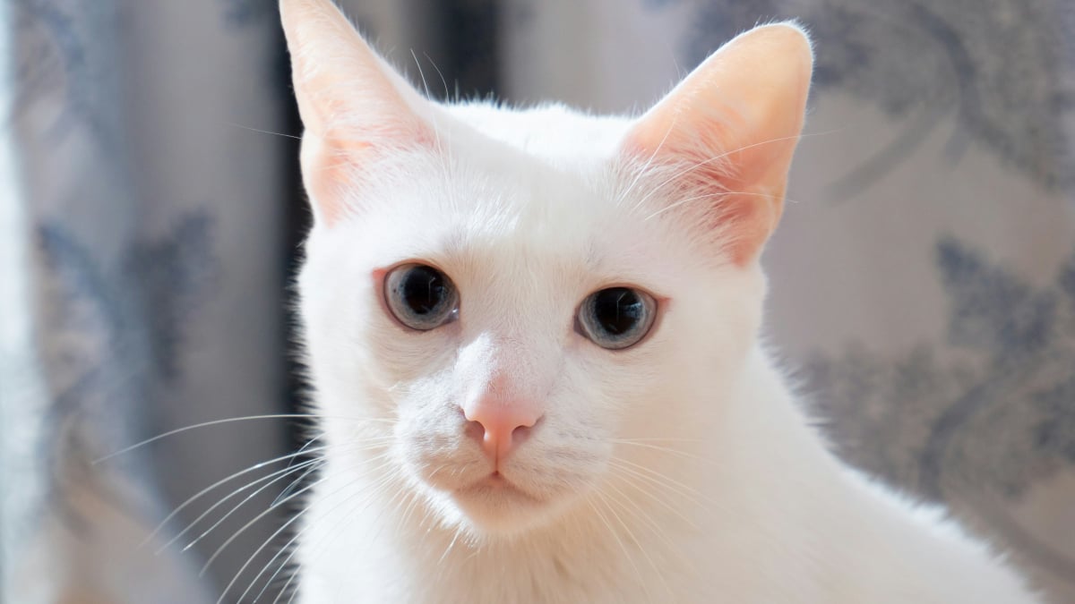 Illustration : "Un chat tout blanc avec les yeux bleus est obligatoirement sourd, vrai ou faux ?"
