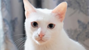 Illustration : "Un chat tout blanc avec les yeux bleus est obligatoirement sourd, vrai ou faux ?"