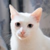 Illustration : Un chat tout blanc avec les yeux bleus est obligatoirement sourd, vrai ou faux ?