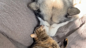 Illustration : « Comme quoi, même chien et chat peuvent s’entendre », ce Malamute ne commence jamais sa journée sans câlins avec son amie féline (vidéo)