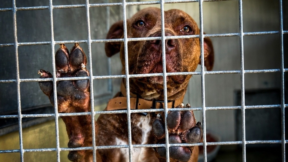 Illustration : "Adopté puis abandonné un mois plus tard, ce croisé Dogue ramené à son refuge près d'Arras (62) cherche une famille pour de bon"
