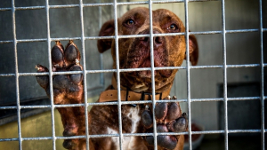 Illustration : Adopté puis abandonné un mois plus tard, ce croisé Dogue ramené à son refuge près d'Arras (62) cherche une famille pour de bon