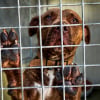Illustration : Adopt&eacute; puis abandonn&eacute; un mois plus tard, ce crois&eacute; Dogue ramen&eacute; &agrave; son refuge pr&egrave;s d'Arras (62) cherche une famille pour de bon