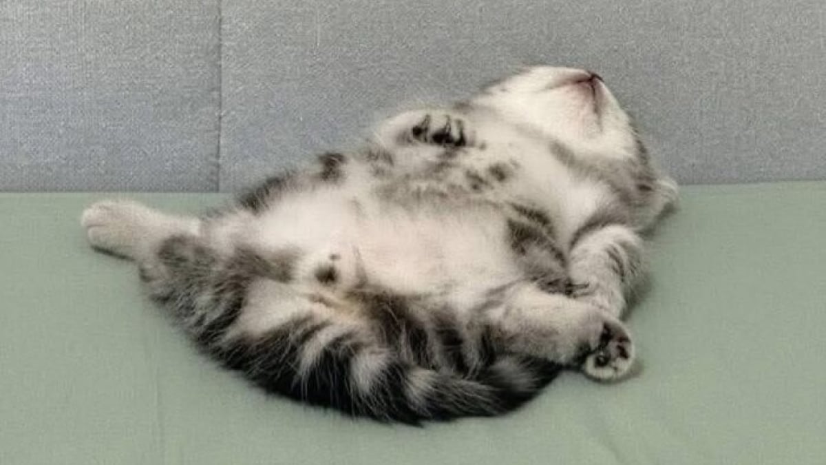 Illustration : "12 photos qui prouvent que les chats adorent se mettre dans des situations improbables"