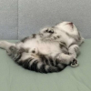 Illustration : 12 photos qui prouvent que les chats adorent se mettre dans des situations improbables