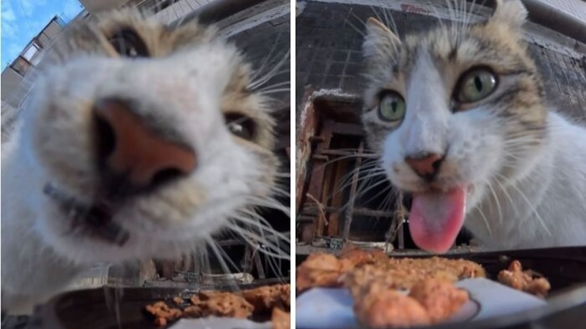 Illustration : "15 photos réconfortantes de chats errants qui mangent leurs repas distribués par des drones"
