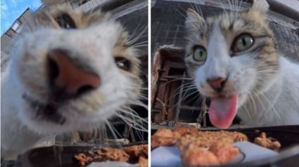 Illustration : 15 photos r&eacute;confortantes de chats errants qui mangent leurs repas distribu&eacute;s par des drones