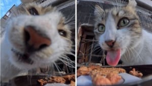 Illustration : "15 photos réconfortantes de chats errants qui mangent leurs repas distribués par des drones"