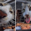 Illustration : 15 photos r&eacute;confortantes de chats errants qui mangent leurs repas distribu&eacute;s par des drones
