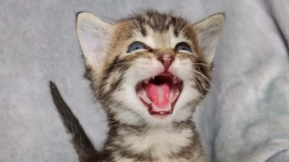 Illustration : "11 photos qui prouvent que les chats sont dignes des plus grands chanteurs d’opéra"
