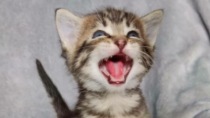 Illustration : 11 photos qui prouvent que les chats sont dignes des plus grands chanteurs d&rsquo;op&eacute;ra