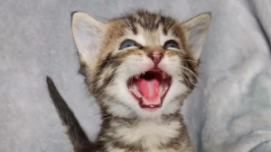 Illustration : "11 photos qui prouvent que les chats sont dignes des plus grands chanteurs d’opéra"