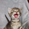 Illustration : 11 photos qui prouvent que les chats sont dignes des plus grands chanteurs d&rsquo;op&eacute;ra