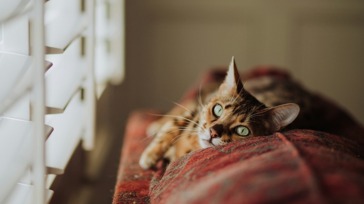 Illustration : "Une étude scientifique prouve que les chats souffrent aussi d'angoisse de séparation"