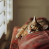 Illustration : Une &eacute;tude scientifique prouve que les chats souffrent aussi d'angoisse de s&eacute;paration