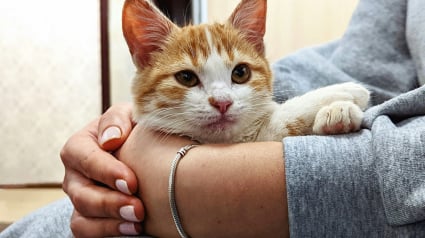Illustration : Entretien avec Sarah Jeannin, co-fondatrice de la Pet Revolution : &laquo; La th&eacute;matique centrale du congr&egrave;s est le bien-&ecirc;tre animal &raquo;