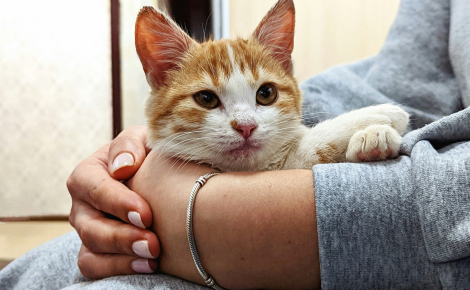 Entretien avec Sarah Jeannin, co-fondatrice de la Pet Revolution : « La thématique centrale du congrès est le bien-être animal »