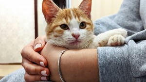 Illustration : Entretien avec Sarah Jeannin, co-fondatrice de la Pet Revolution : &laquo; La th&eacute;matique centrale du congr&egrave;s est le bien-&ecirc;tre animal &raquo;