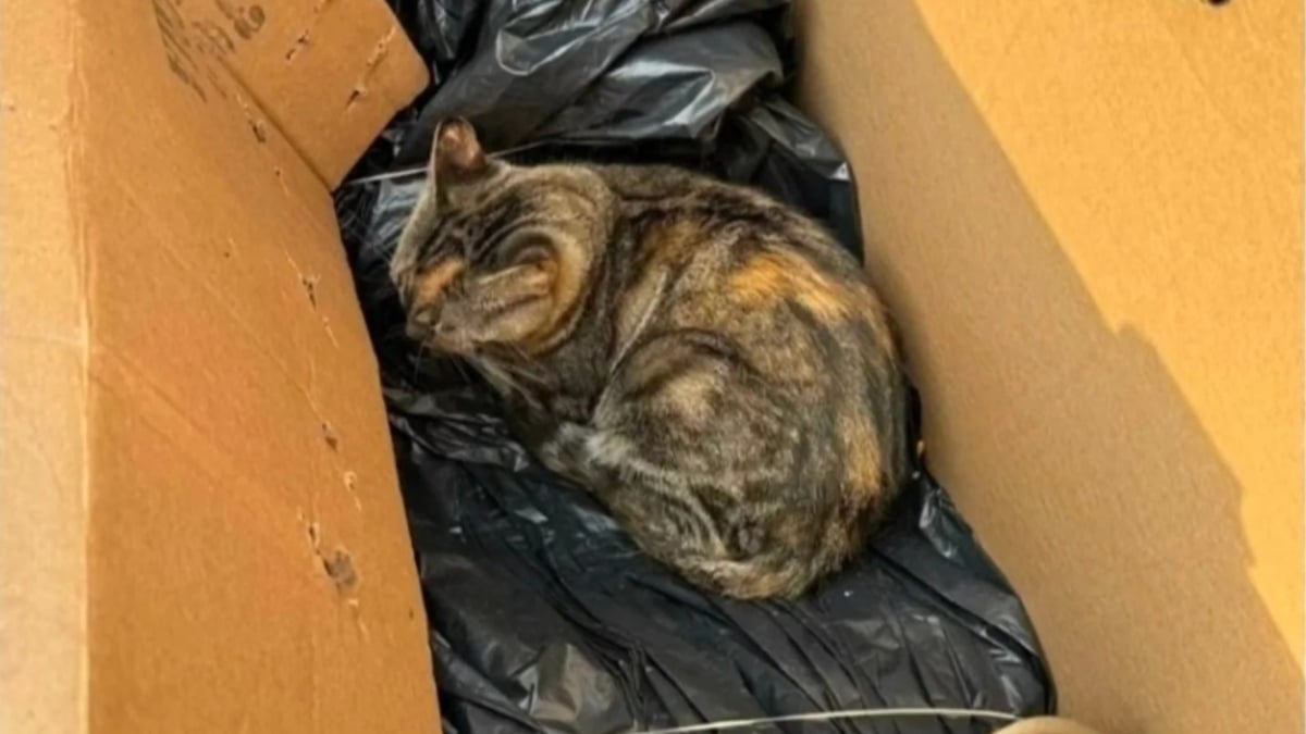 Illustration : "Frigorifiée, apeurée et malade, cette chatte trouvée dans un carton savoure enfin le confort d'une maison"