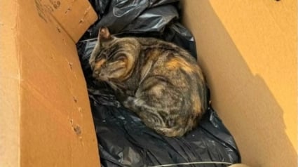 Illustration : Frigorifi&eacute;e, apeur&eacute;e et malade, cette chatte trouv&eacute;e dans un carton savoure enfin le confort d'une maison