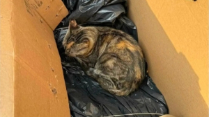Illustration : Frigorifiée, apeurée et malade, cette chatte trouvée dans un carton savoure enfin le confort d'une maison